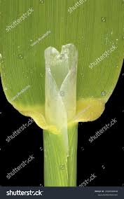 Attēlu rezultāti vaicājumam “Phalaroides arundinacea leaf”