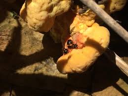 Attēlu rezultāti vaicājumam “Diaperis boleti imago”