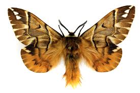 Attēlu rezultāti vaicājumam “Endromis versicolora”