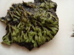 Attēlu rezultāti vaicājumam “Riccia canaliculata”