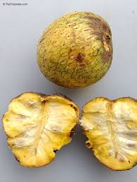 Attēlu rezultāti vaicājumam “Jasione montana fruit”