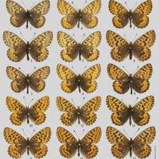 Attēlu rezultāti vaicājumam “Clossiana selene upperside”