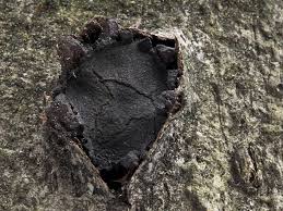 Attēlu rezultāti vaicājumam “Biscogniauxia repanda”