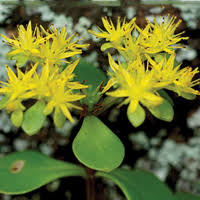 Attēlu rezultāti vaicājumam “Crassulaceae”