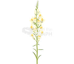 Attēlu rezultāti vaicājumam “Linaria loeselii bud”