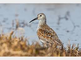 Attēlu rezultāti vaicājumam “Calidris alpina”