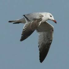 Image result for Larus audouinii