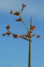 Attēlu rezultāti vaicājumam “Schoenoplectus lacustris subsp. lacustris”