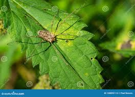 Attēlu rezultāti vaicājumam “Phalangium opilio”