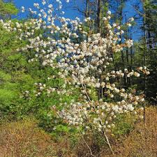 Attēlu rezultāti vaicājumam “Amelanchier spicata”