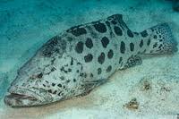 Image result for Epinephelus tukula