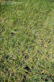 Attēlu rezultāti vaicājumam “Sesleria caerulea bud”