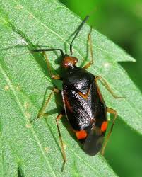 Attēlu rezultāti vaicājumam “Deraeocoris ruber”