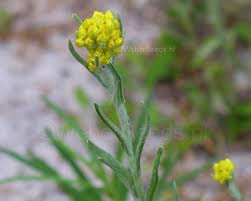 Attēlu rezultāti vaicājumam “Helichrysum arenarium flower”