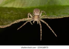 Attēlu rezultāti vaicājumam “Philodromidae”