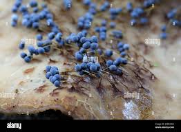 Attēlu rezultāti vaicājumam “Badhamia utricularis spores”