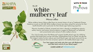 Attēlu rezultāti vaicājumam “Morus alba leaf”