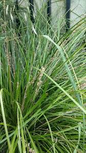 Attēlu rezultāti vaicājumam “Carex paniculata”