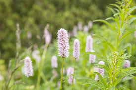 Attēlu rezultāti vaicājumam “Bistorta major flower”
