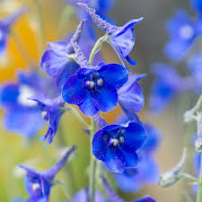 Image result for Rittersporn