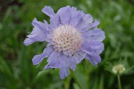 Image result for scabiosa caucasica