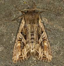 Attēlu rezultāti vaicājumam “Lacanobia suasa”