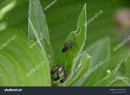 Attēlu rezultāti vaicājumam “Cantharis obscura”