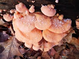 Attēlu rezultāti vaicājumam “Phyllotopsis nidulans”