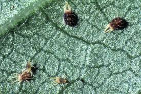 Attēlu rezultāti vaicājumam “Panonychus”