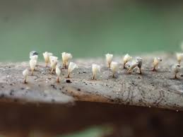 Attēlu rezultāti vaicājumam “Craterium leucocephalum”