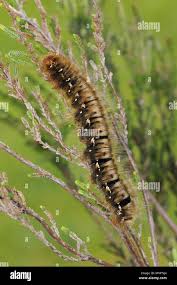 Attēlu rezultāti vaicājumam “Lasiocampa quercus imago”