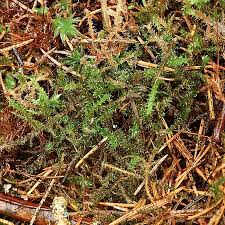 Attēlu rezultāti vaicājumam “Rhytidiadelphus subpinnatus”