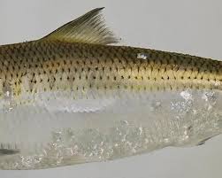 Image result for Alosa mediocris