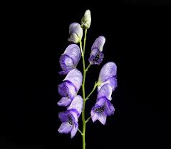 Attēlu rezultāti vaicājumam “Aconitum napellus”