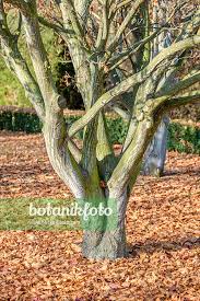 Attēlu rezultāti vaicājumam “Acer rufinerve”