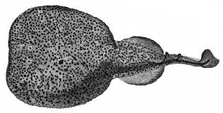 Image result for Torpedo marmorata