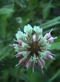 Attēlu rezultāti vaicājumam “Trifolium hybridum flower”