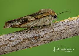 Attēlu rezultāti vaicājumam “Noctua fimbriata”