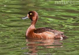 Image result for Aythya fuligula