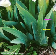 Attēlu rezultāti vaicājumam “Iridaceae”