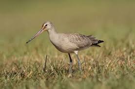 Image result for Limosa haemastica