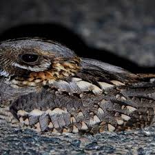 Image result for Caprimulgus ruficollis