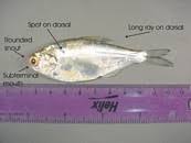 Image result for Dorosoma cepedianum