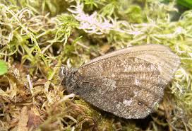 Attēlu rezultāti vaicājumam “Oeneis jutta”