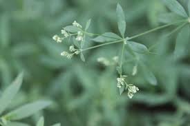 Attēlu rezultāti vaicājumam “Galium schultesii flower”
