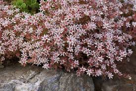 Attēlu rezultāti vaicājumam “Sedum hispanicum flower”