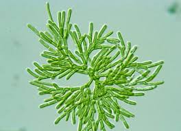 Attēlu rezultāti vaicājumam “Chlorophyta”