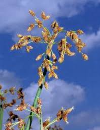 Attēlu rezultāti vaicājumam “Schoenoplectus lacustris subsp. glaucus”