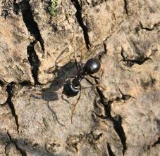 Attēlu rezultāti vaicājumam “Lasius fuliginosus”