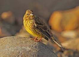 Attēlu rezultāti vaicājumam “Emberiza citrinella juvenile”